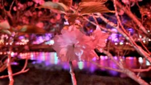 【岡山県井原市お花見/水遊び】井原堤(いばらづつみ)/桜橋公園(さくらばしこうえん)
