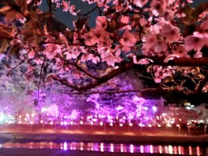 【岡山県井原市お花見/水遊び】井原堤(いばらづつみ)/桜橋公園(さくらばしこうえん)