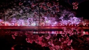 【岡山県井原市お花見/水遊び】井原堤(いばらづつみ)/桜橋公園(さくらばしこうえん)