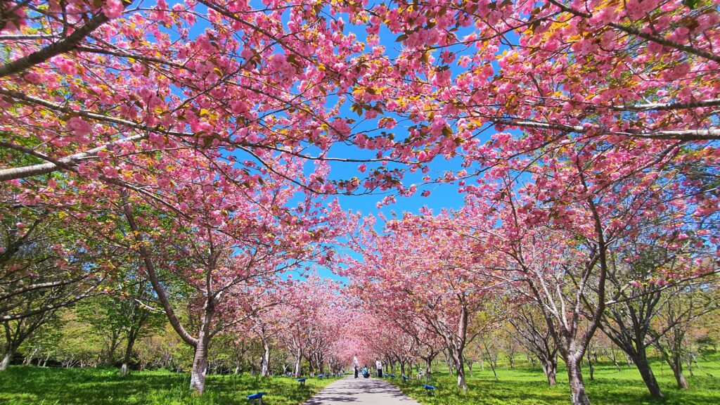 【岡山県新見市お花見】羅生門桜公園(らしょうもんさくらこうえん)