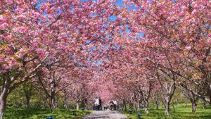 【岡山県新見市お花見】羅生門桜公園（らしょうもんさくらこうえん）