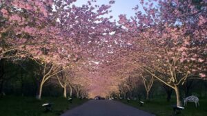 【岡山県新見市お花見】羅生門桜公園（らしょうもんさくらこうえん）