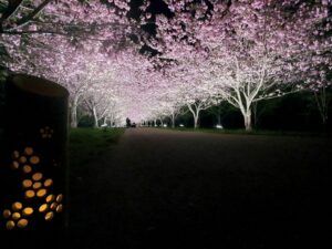 【岡山県新見市お花見】羅生門桜公園(らしょうもんさくらこうえん)