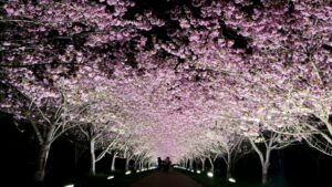 【岡山県新見市お花見】羅生門桜公園（らしょうもんさくらこうえん）