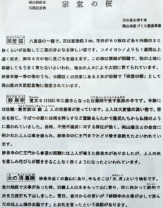 【岡山県岡山市東区お花見】妙泉寺跡宗堂桜(みょうせんじあとそうどうざくら)