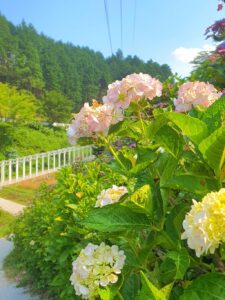 【岡山県新見市パワースポット観光名所】済渡寺(さいどうじ)【白い千本鳥居/紫陽花/千と千尋の神隠し】