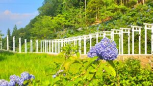 【岡山県新見市パワースポット観光名所】済渡寺(さいどうじ)【白い千本鳥居/紫陽花/千と千尋の神隠し】