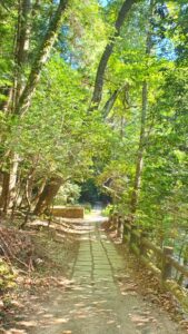 【岡山県美作市】琴弾の滝（ことびきのたき）【川遊び/紅葉/パワースポット】