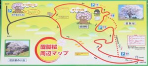 【岡山県真庭市お花見】醍醐桜（だいござくら）