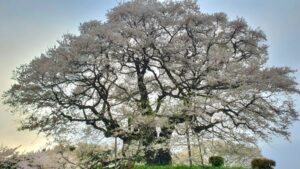 【岡山県真庭市お花見】醍醐桜（だいござくら）