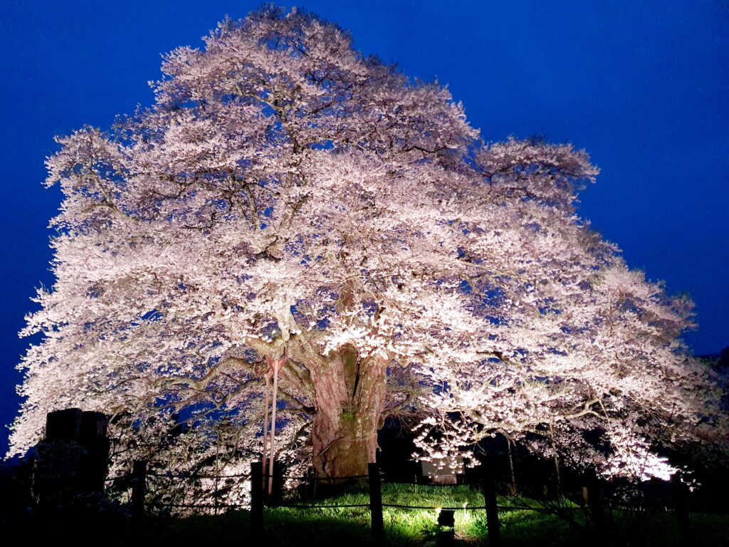 【岡山県真庭市お花見】醍醐桜（だいござくら）