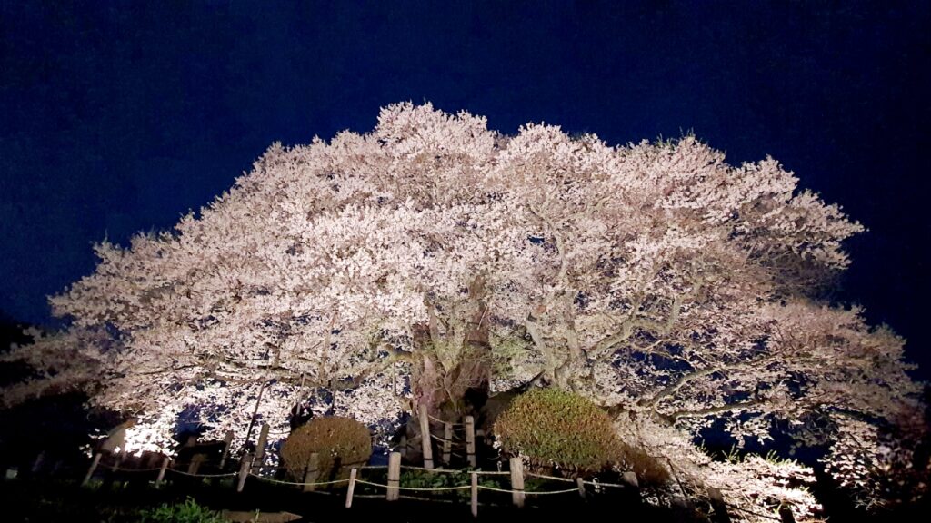 春満開！岡山の桜特集