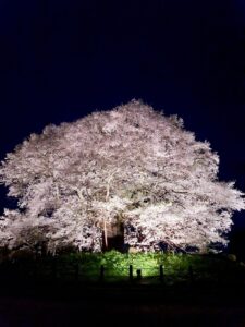 【岡山県真庭市お花見】醍醐桜（だいござくら）