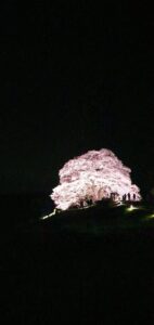 【岡山県真庭市お花見】醍醐桜（だいござくら）