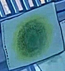 【映画考察】花緑青が明ける日に(はなろくしょうがあけるひに)【感想/ネタバレ/レビュー】